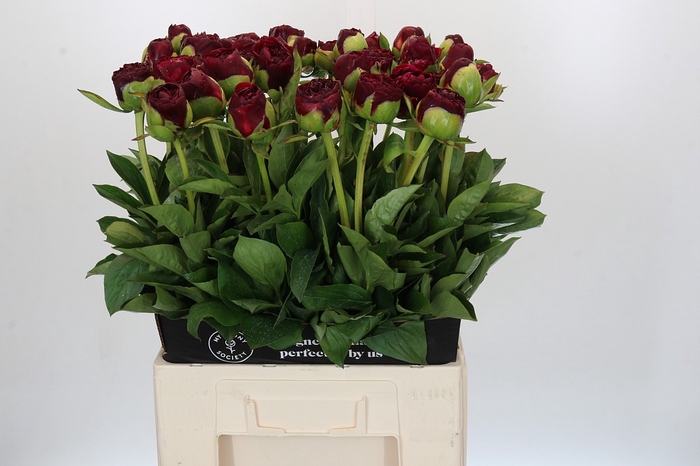 <h4>Paeonia Old Faithful</h4>
