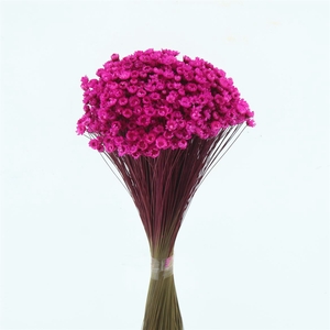 Dried Glixia Fuchsia