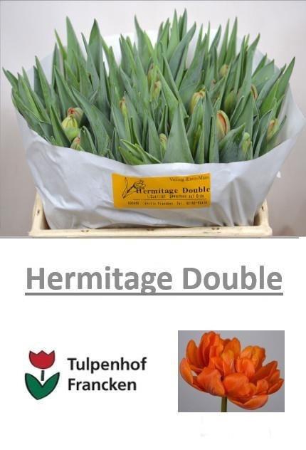 <h4>TU DOUBLE HERMITAGE</h4>