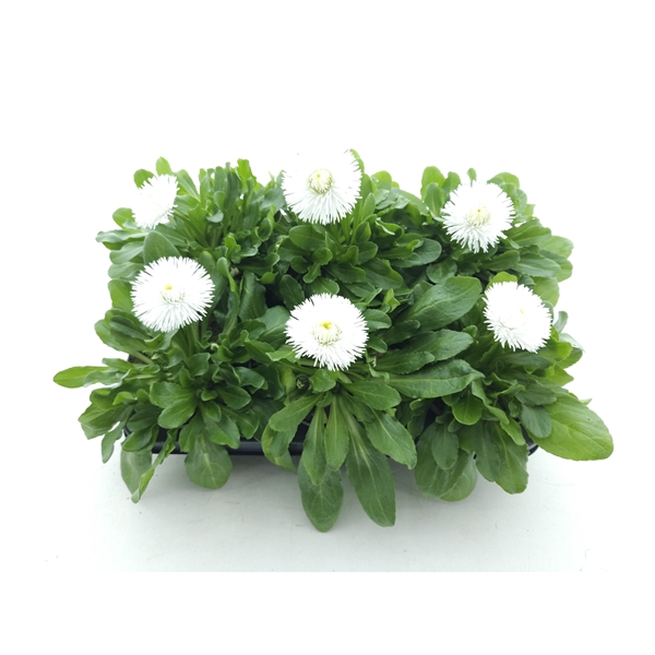 <h4>Bellis Perennis habanera white</h4>