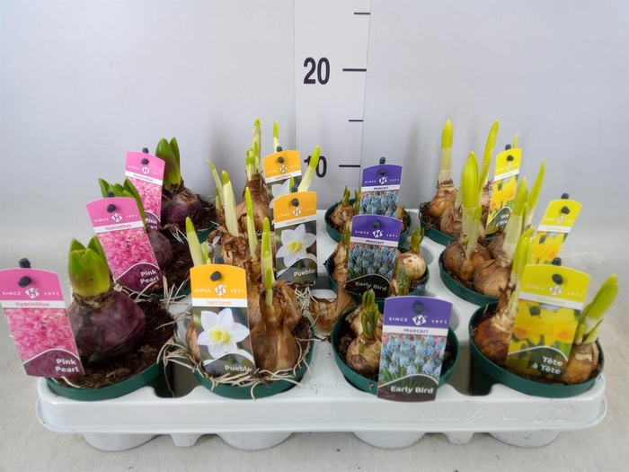 <h4>Bolbloemen   ...mix</h4>