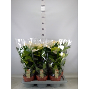Anthurium andr. 'Alpine'