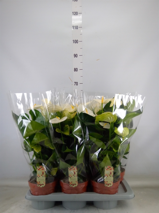<h4>Anthurium andr. 'Alpine'</h4>