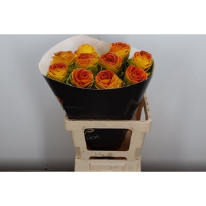 Snijgroen Brass Klb H