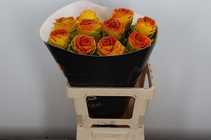 <h4>Snijgroen Brass Klb H</h4>