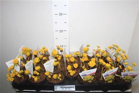 <h4>Eranthis Hyemalis</h4>