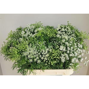 Ammi Majus