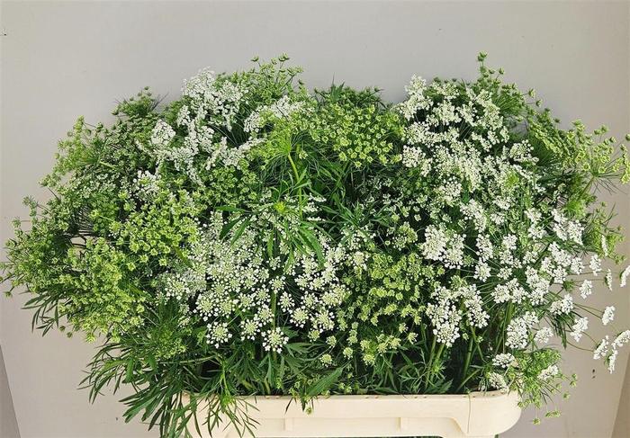 <h4>Ammi Majus</h4>