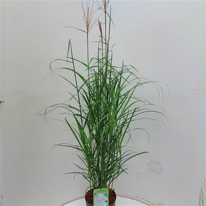 Miscanthus sin. 'Malepartus'