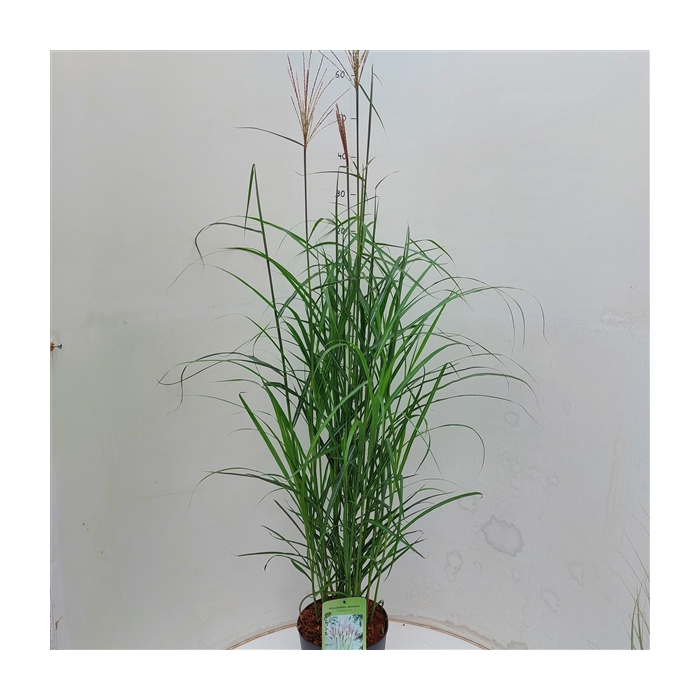 <h4>Miscanthus sin. 'Malepartus'</h4>