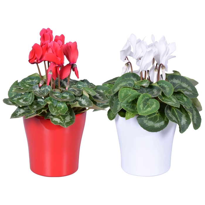 <h4>Cyclamen in rood-wit "Bombé" keramiek (Kerst)</h4>