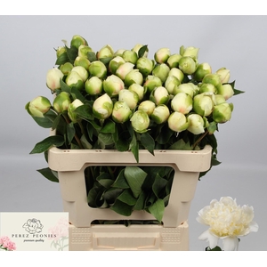 PAEO L BRIDAL SHOWER