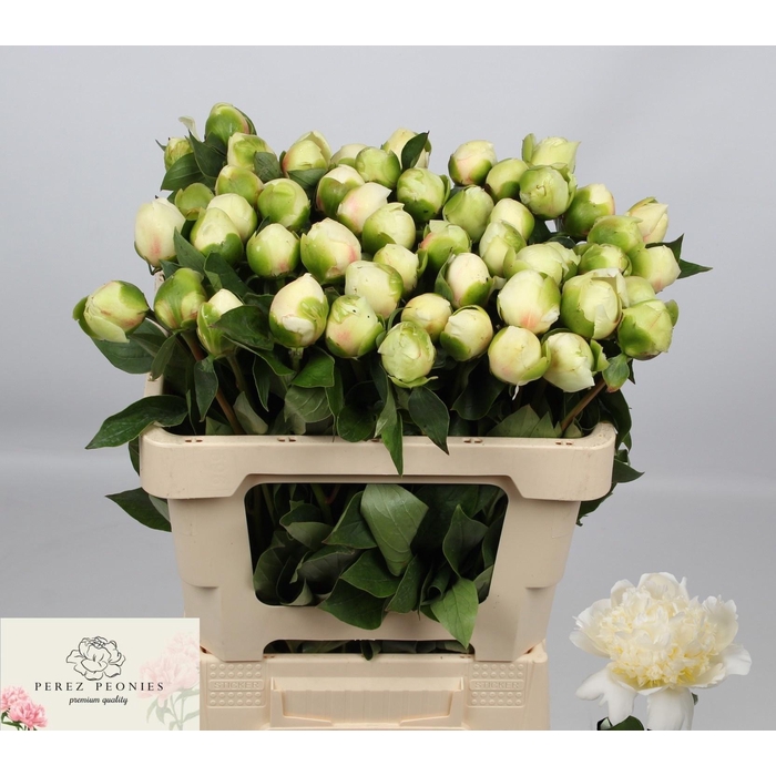 <h4>PAEO L BRIDAL SHOWER</h4>