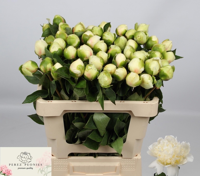 <h4>PAEO L BRIDAL SHOWER</h4>