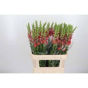 Antirrhinum Dark Orange