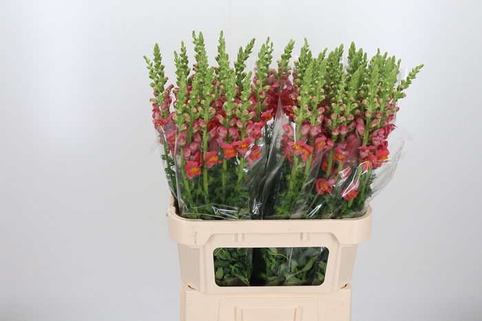 <h4>Antirrhinum Dark Orange</h4>