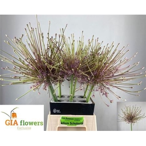 Allium Schubertii X6