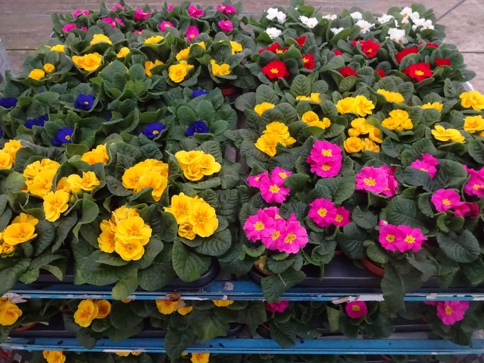 <h4>PRIM AC MIXK</h4>