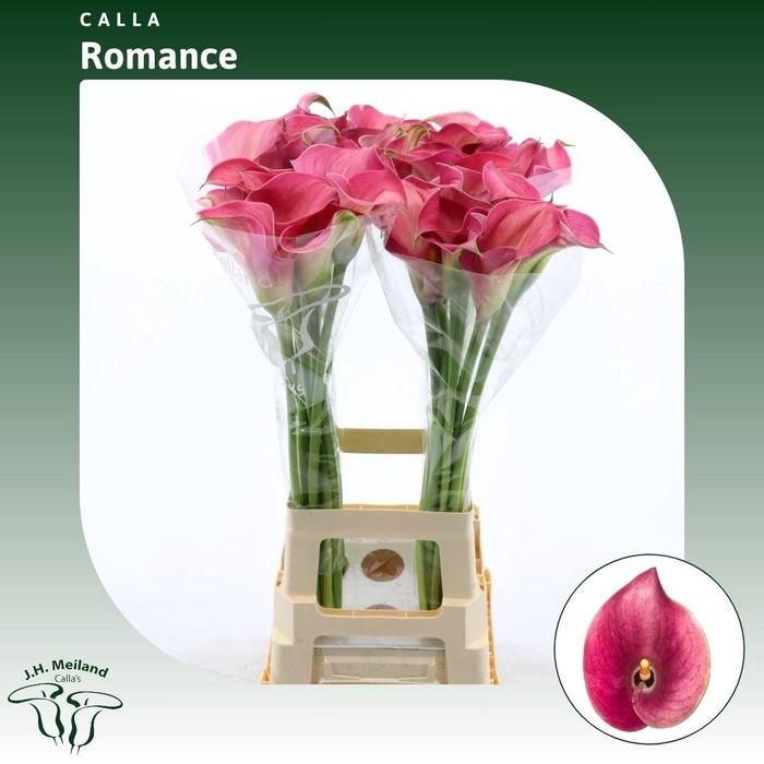 <h4>Calla Romance</h4>