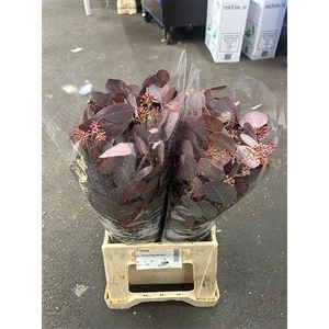 EUC. POPULUS GRAIN ABS RED SHORT