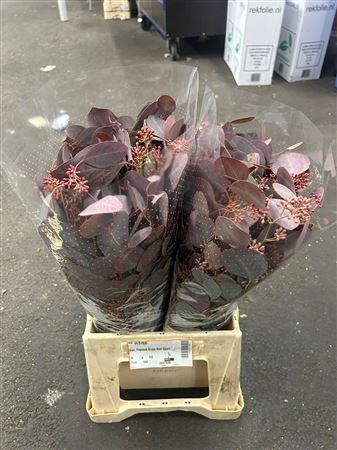 <h4>EUC. POPULUS GRAIN ABS RED SHORT</h4>