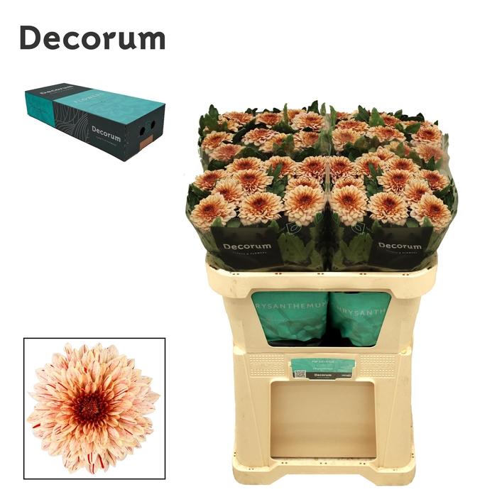<h4>Chrysanten Chr G Pip Salmon</h4>