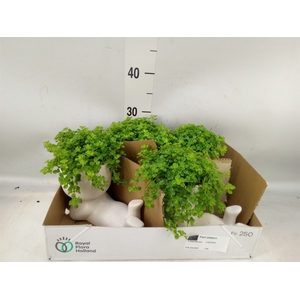 Arr.   Kamerplant Groen L%