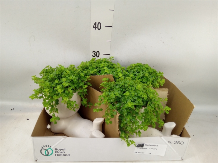 <h4>Arr.   Kamerplant Groen L%</h4>