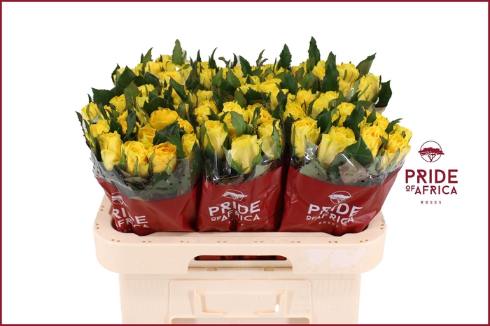 <h4>R GR LA DORADA</h4>