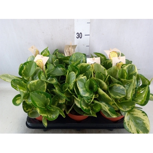Peperomia