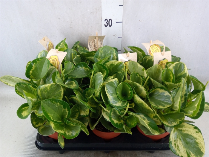 <h4>Peperomia</h4>