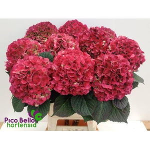 Hydrangea my beautiful vienna classic