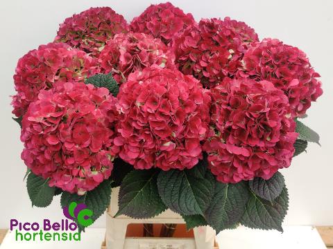 <h4>Hydrangea my beautiful vienna classic</h4>