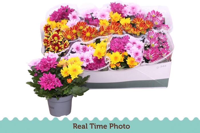 <h4>CHRYS GEM 4 KL</h4>