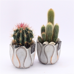 CTCR-2521 Cactus Essentials