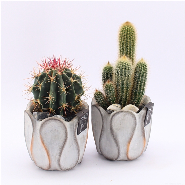 <h4>CTCR-2521 Cactus Essentials</h4>