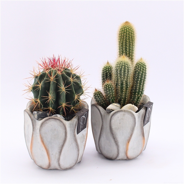 <h4>CTCR-2441 Cactus Essentials</h4>