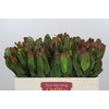 Leucadendron Laurel Yellow