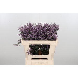 Lim Saf Lilac