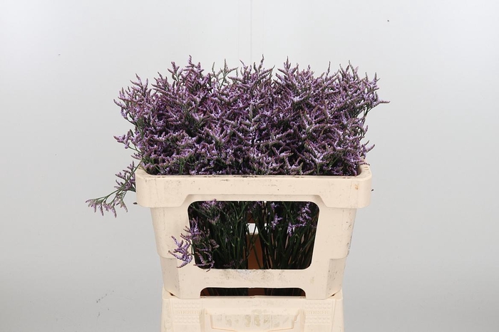 Lim Saf Lilac