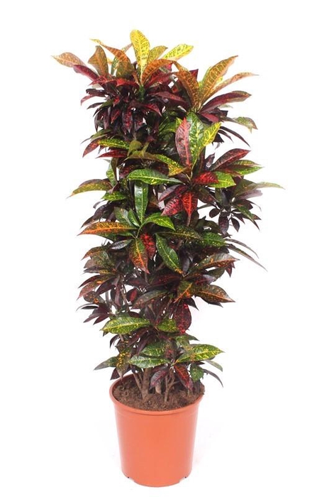 <h4>Codiaeum Freckles (Croton Freckles)</h4>