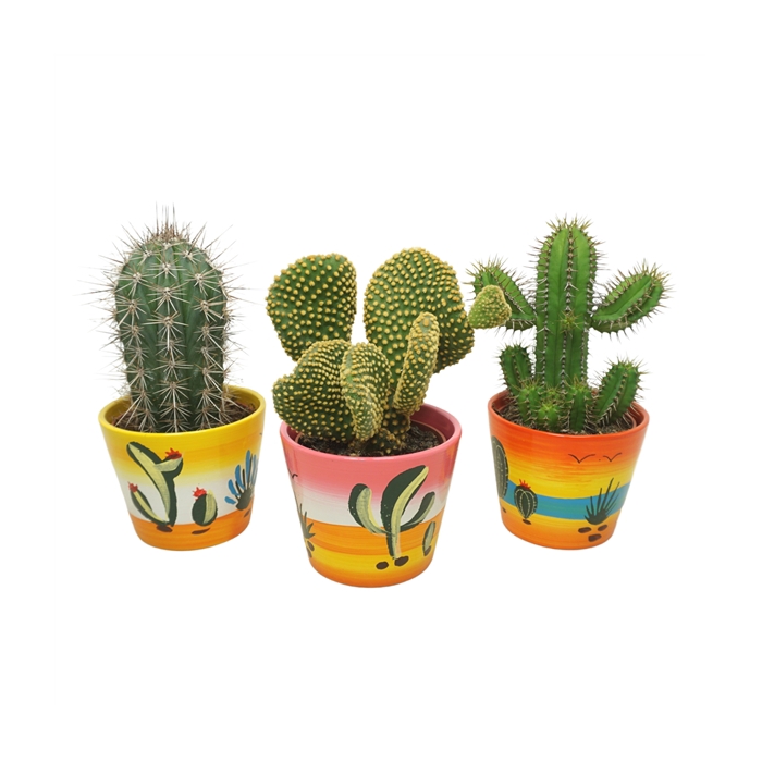 <h4>Cactus mix in 12 cm 'Decorpot'</h4>