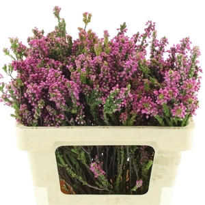 Erica Pink Premium