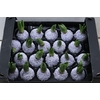 Wax Hyacinth Snow Lavendel