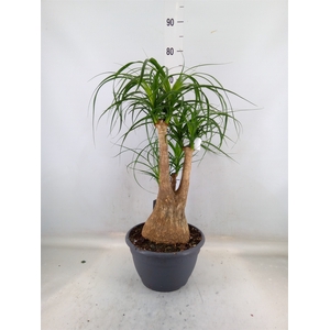 Beaucarnea recurvata
