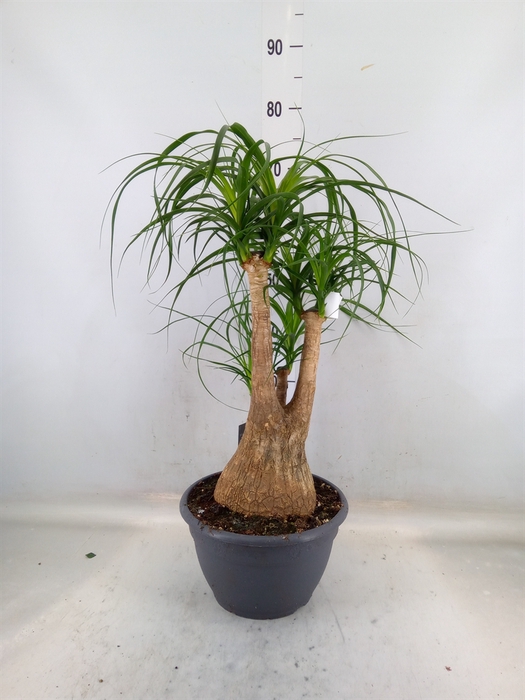 <h4>Beaucarnea recurvata</h4>