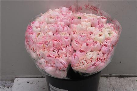 Ranunculus Eleg Cappuccino Pink