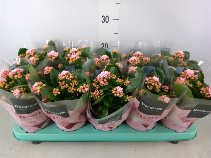 <h4>Kalanchoe blos. 'Serenity Softpink'</h4>