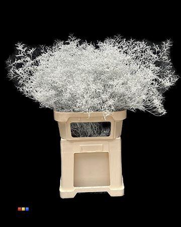 <h4>Limonium White</h4>