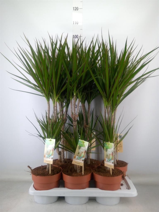 <h4>Dracaena marg.</h4>